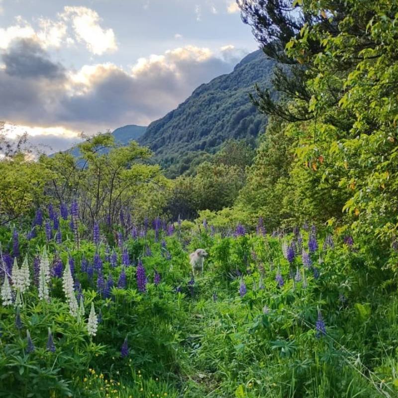 Refugio Siete Robles Río Mañihuales