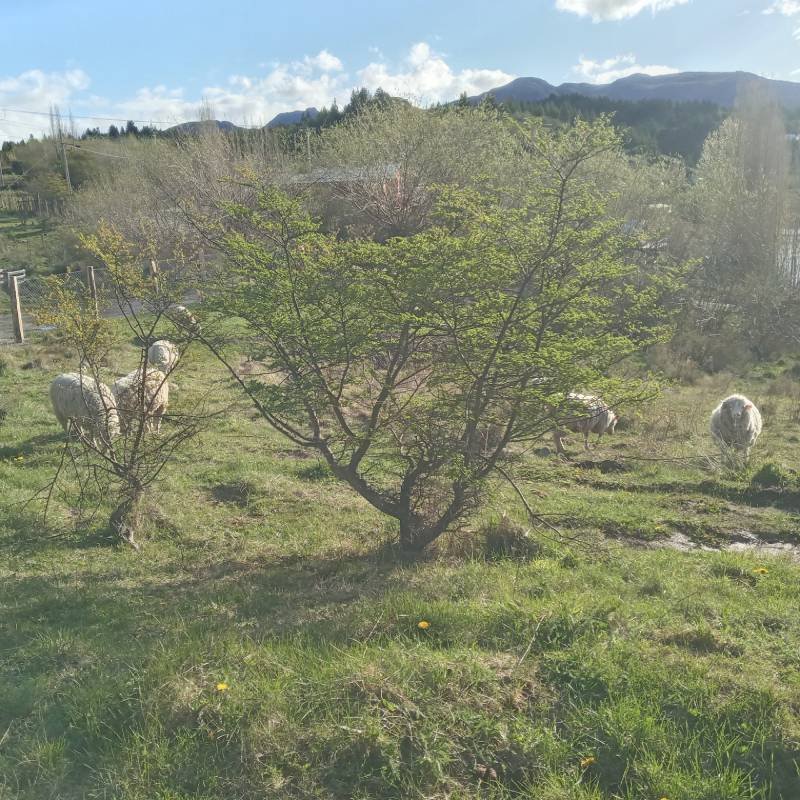 La Otra Orilla Hostal Cochrane - 4